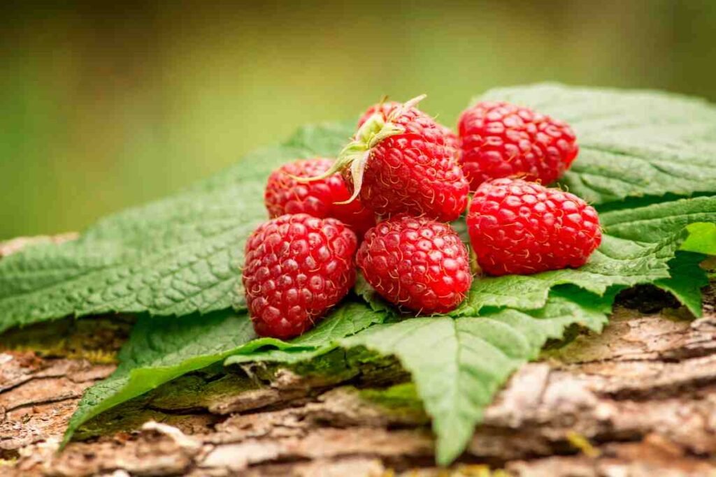 dangers associés à la consommation de tisane de feuilles de framboisier