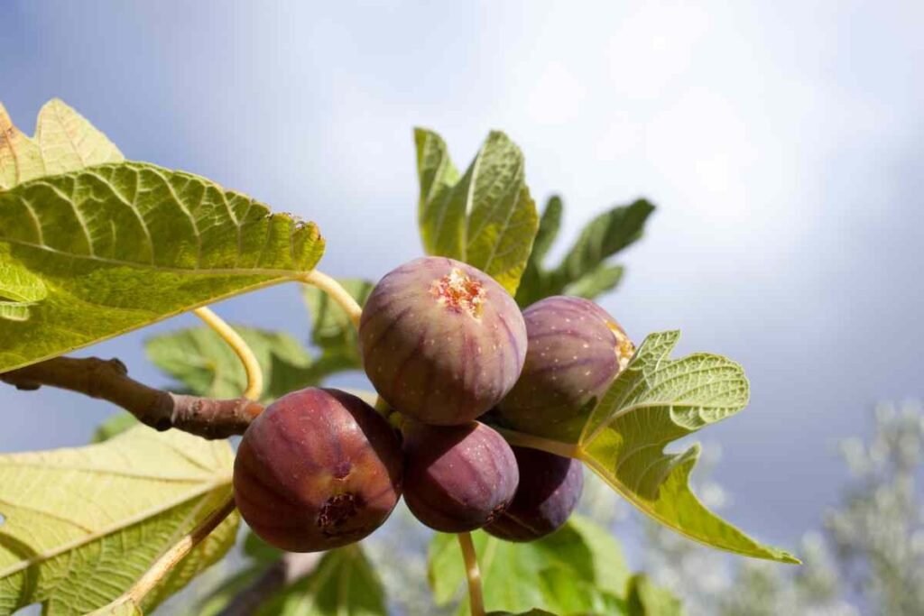 quantité maximale de figues à manger par jour