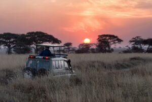 safari namibie