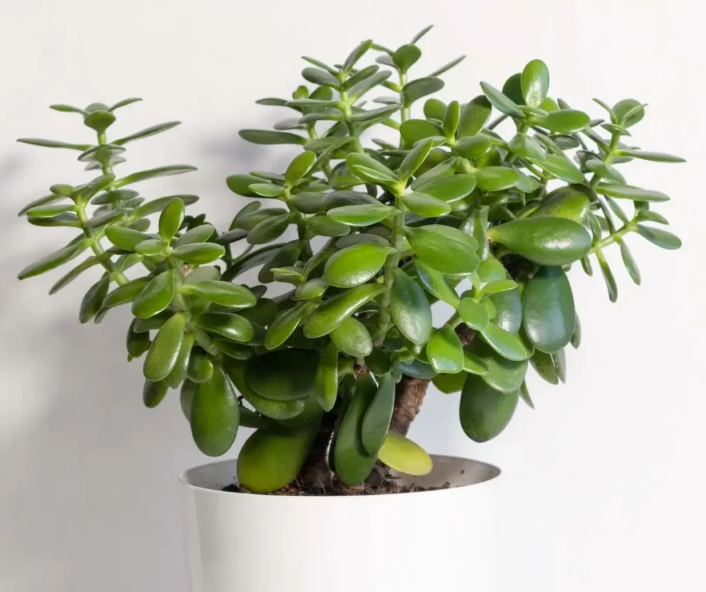 Comment cultiver et entretenir la Crassula Ovata