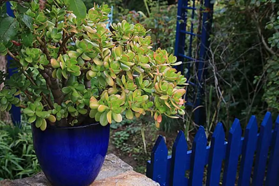 Quels problèmes courants peuvent affecter la Crassula Ovata