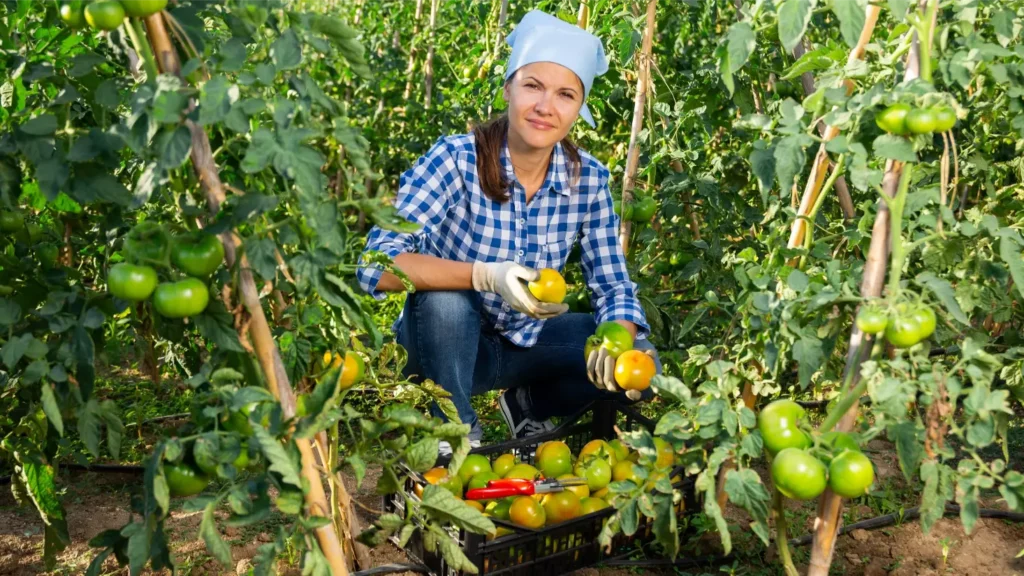 Comment cultiver des fruits commençant par X 1