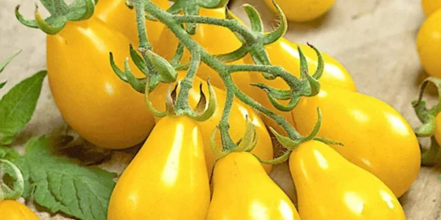 Yellow pear tomato