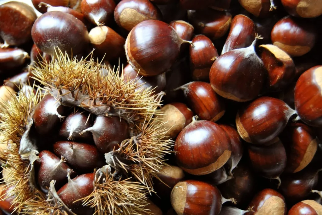 avantages écologiques des marrons non comestibles