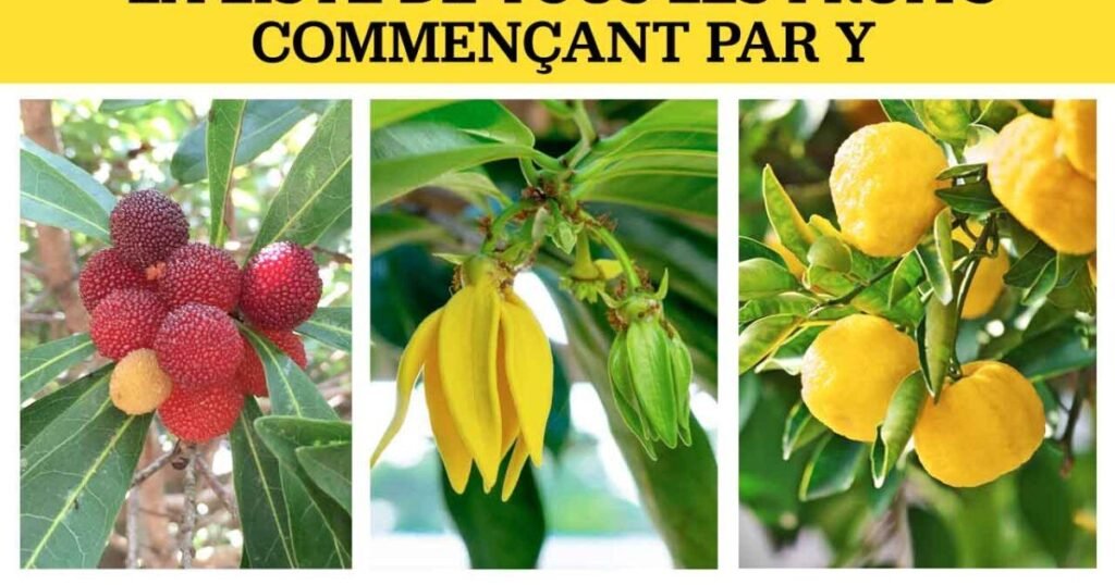 fruits ou légumes commencent par la lettre Y