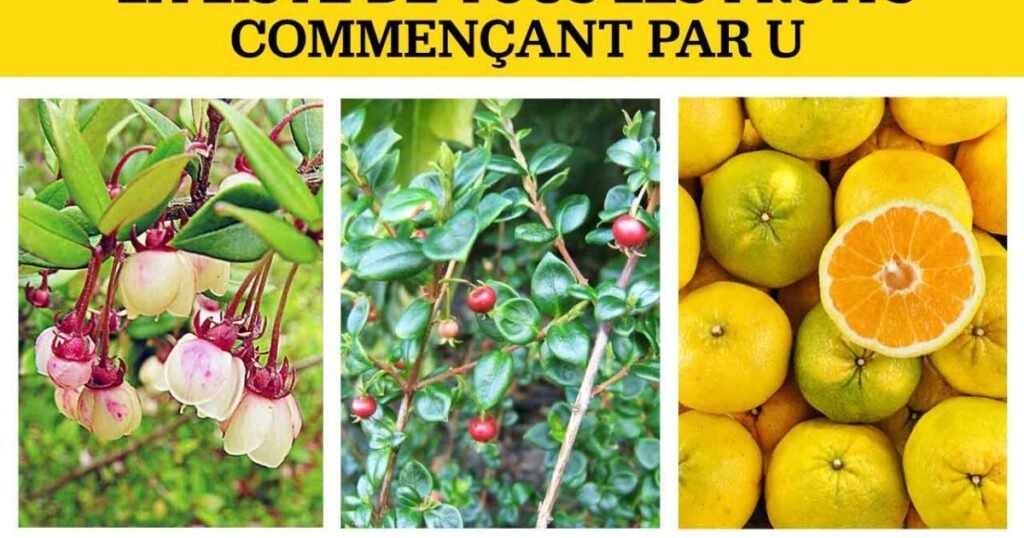 légumes ou fruits commencent par la lettre U