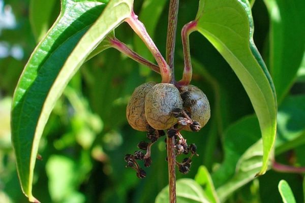 fruits et légumes Dioscorea